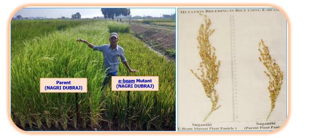 Electron beam produced mutant of Rice