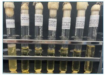 Sterility validation using Biological Indicator