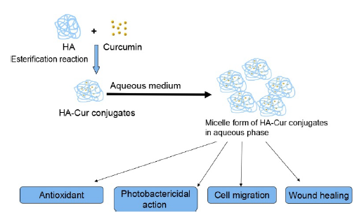 Schematic of preparation of curcumin HA conjugate for wound healing application